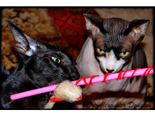 �������