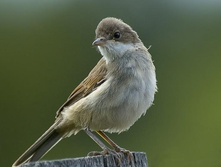 ����� ������.jpg