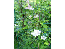 ��������� (7).JPG