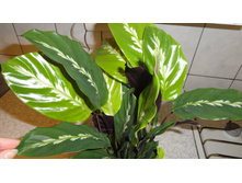 �������  louisae  Maui Queen - 300 ���.