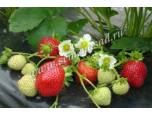 ��������� ������� �������.jpg