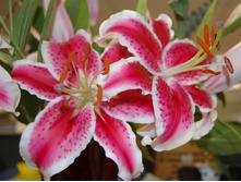 ����� ���������� (Stargazer) ���-�� � �������� 5 ��., ���� �� �������� 100 ���..jpg