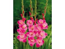 ��������� �������� (Sylvana) ���-�� � �������� 10 ��., ���� �� �������� 110 ���..jpg