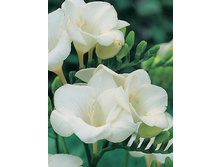 ������ �������� ����� (Double White) ���-�� � �������� 10 ��., ���� �� �������� 62 ���..jpg