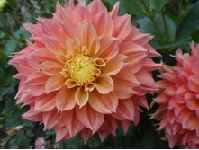 ������� ����� ������ (Kogane Fubuki) ���-�� � �������� 1 ��., ���� �� �������� 84,50 ���..jpg