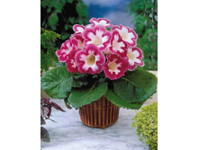 ��������� ����� �� ���� (Blanche de Meru) ���-�� � �������� 3 ��., ���� �� �������� 147 ���..jpg