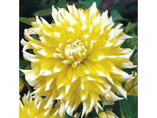 �������� ���� ��� (Grand Prix) ���-�� � �������� 1 ��., ���� �� �������� 75 ���..jpg