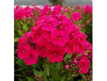 ����� ���� ���� (Miss Mary) ���-�� � �������� 1 ��., ���� �� �������� 60 ���..jpg