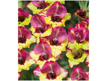 ��������� ����� (Vasto) ���-�� � �������� 10 ��., ���� �� �������� 85 ���..jpg