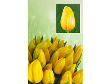 ������ ����  39 ���.  ����� ������ 10 ��!!!