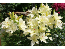 ����� ��������� ���� ���. ����.jpg