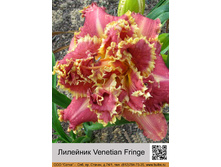 �������� Venetian Fringe ���� �� 1 �� 310�.00�.