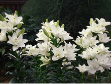 ����� ��������� ���� ���. ����2.jpg