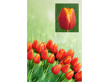 �������  37 ���. ����� ������ 10 ��!!!