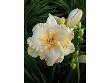 �������� �������� ������ (Enchanted Forrest) ���-�� � �������� 1 ��., ���� �� �������� 249 ���..jpg