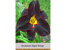 �������� Night Wings ���� �� 1 �� 138�.00�.