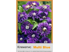 �������� Multi Blue ���� 150 � �� 1 ��