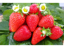 ��������� Ostara  38�
