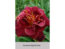 �������� Night Ember ���� �� 1 �� 274�.00�.
