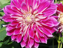 �������� ������ �������� (Purple Explosion) ���-�� � �������� 1 ��., ���� �� �������� 80 ���..jpg