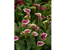 ����� ������� ���. ����3.jpg