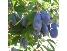 ��������� ��������� �����.jpg