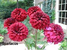 ������� ������� (Spartacus) ���-�� � �������� 1 ��., ���� �� �������� 85 ���..jpg