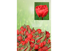 �����   43 ���.  ����� ������ 10 ��!!!