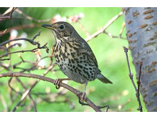 ������ �����.jpg