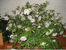 Hoya bella- ������ ...