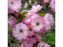 ������� ������������� .jpg