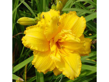 �������� �������� (Condilla) ���-�� � �������� 1 ��., ���� �� �������� 99 ���..jpg