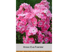 ����� Eva Foerster ���� �� 1 �� 61�.00
