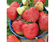 ��������� ������� ��������.jpeg