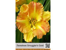 �������� Smuggler's Gold ���� �� 1 �� 126�.00�.
