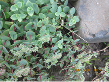 ������ ������-50 ���