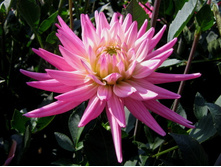 �������� ����� ���� ������ (Karma Pink Corona) ���-�� � �������� 1 ��., ���� �� �������� 80 ���..jpg