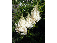 �������� ��������� (Gladstone) ���-�� � �������� 1 ��., ���� �� �������� 69 ���..jpg