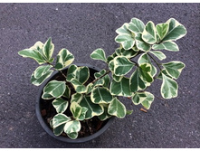 ����������� ���������