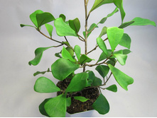 ����������� ������ �������