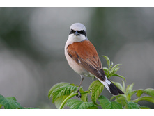 ������������ �����.jpg