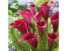 ����� ������� ��������� (Captain Romance) ���-�� � �������� 3 ��., ���� �� �������� 240 ���..jpg