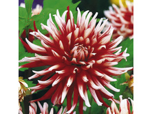 �������� �������� (Friquolet) ���-�� � �������� 1 ��., ���� �� �������� 70 ���..jpg