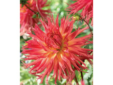 ������� ������ ������� (Aitara Bronwyn) ���-�� � �������� 1 ��., ���� �� �������� 80 ���..jpg