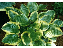 ����� ���� �������� (Queen Josephine) ���-�� � �������� 1 ��., ���� �� �������� 105 ���..jpg