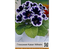 ��������� Kaiser Wilhelm  ���� �� 1 �� 55� ��� 10 ��