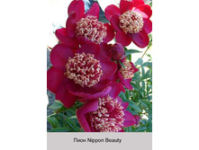 ���� Nippon Beauty ���� 1 �� 226�.00�.