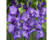 ��������� ��� ������� (Blue Mountain) ���-�� � �������� 10 ��., ���� �� �������� 85 ���..jpg