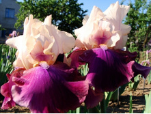 Jazz Festival-4,39.jpg