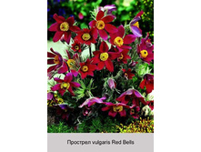 �������� vulgaris Red Bells ���� 1 �� 86�.00�.